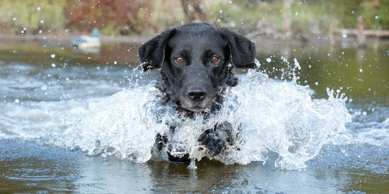 An Innovation for Senior Dogs