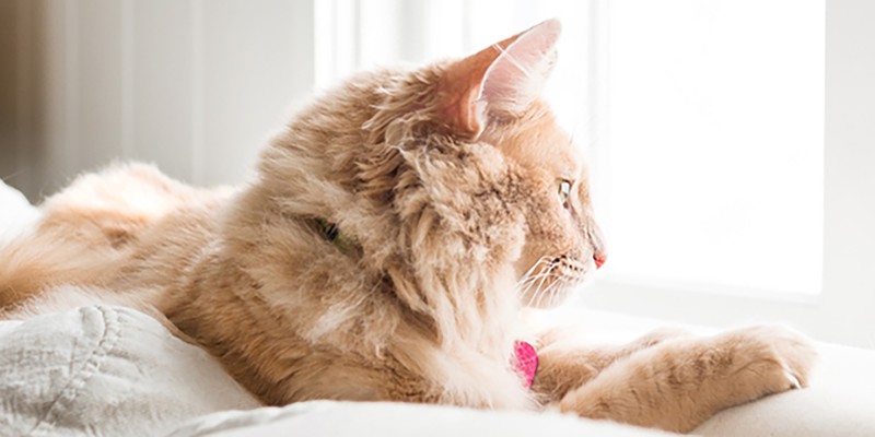 Does My Cat Have Allergies?