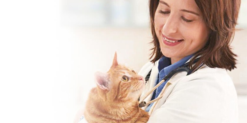 Meet Dr. Emily Cross, DVM, DABVP