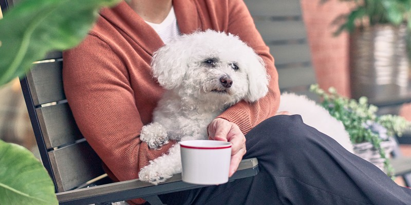 Dog Vomiting: Causes & Treatments