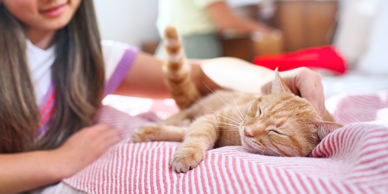 Why Does Your Cat Throw Up After Eating?