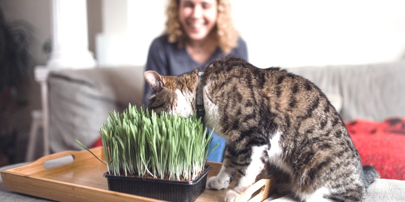 Why Do Cats Eat Grass and Throw Up?