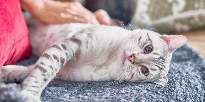 Is Your Cat Getting Hairballs & Throwing Up? What You Should Know