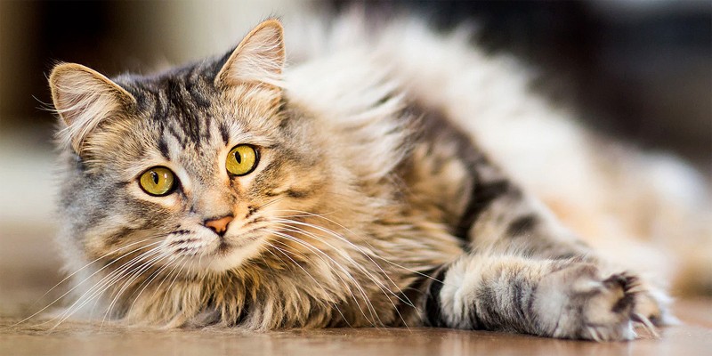 How Much Wet Food Should You Feed a Cat?