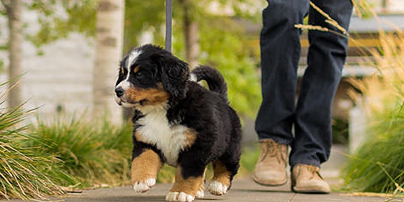 5 Tips for How to Train a Puppy