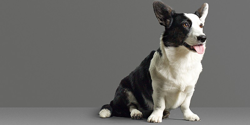 Behind the Breed: Corgi