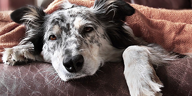 Does Your Dog Have Age-Related Cognitive Decline?
