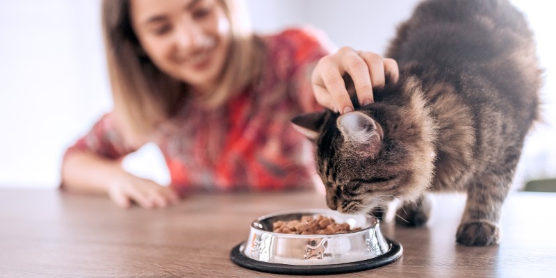 What Are Food Allergies in Cats?