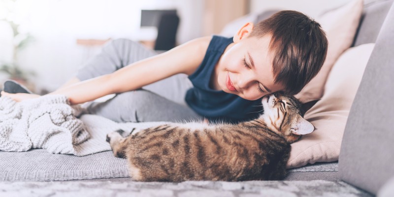 Cat Conjunctivitis