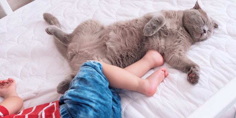 Cat Ear Infections and Common Ear Problems
