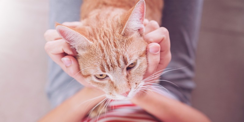 Incontinence in Cats