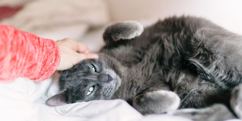 Cat Flu: Symptoms, Treatments and Long-Term Effects
