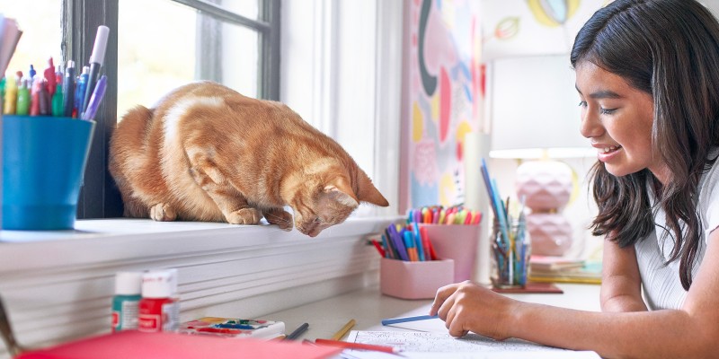 Kidney Problems in Cats: Causes and Treatments