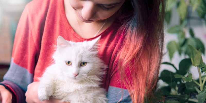 FIP in Cats: Symptoms and Treatment