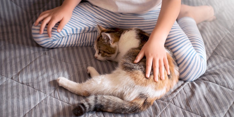 Why is My Cat Losing Weight?