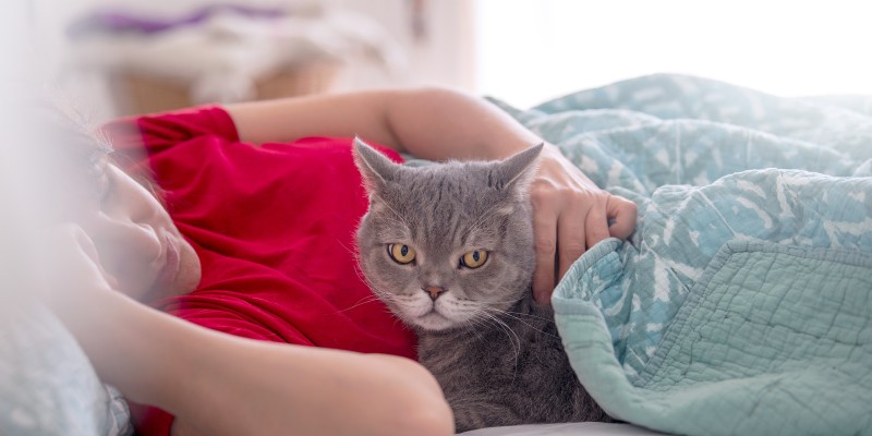 Lymphoma in Cats
