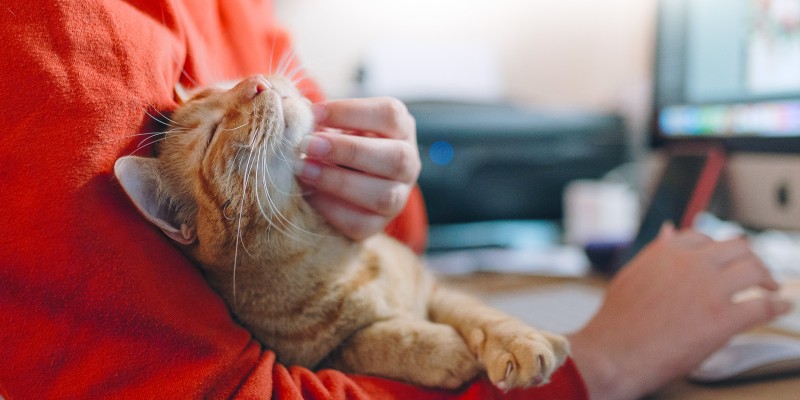 Arthritis in Cats