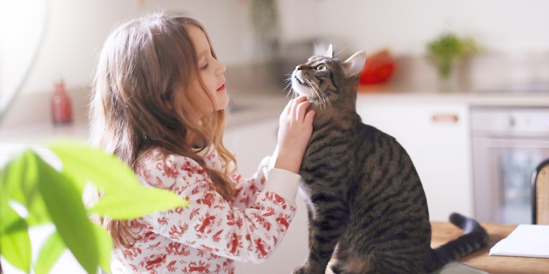 Cat Seizures: Symptoms & Treatment