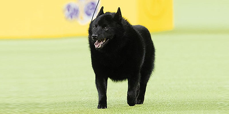 Meet the Westminster Dog Show Non-Sporting Group