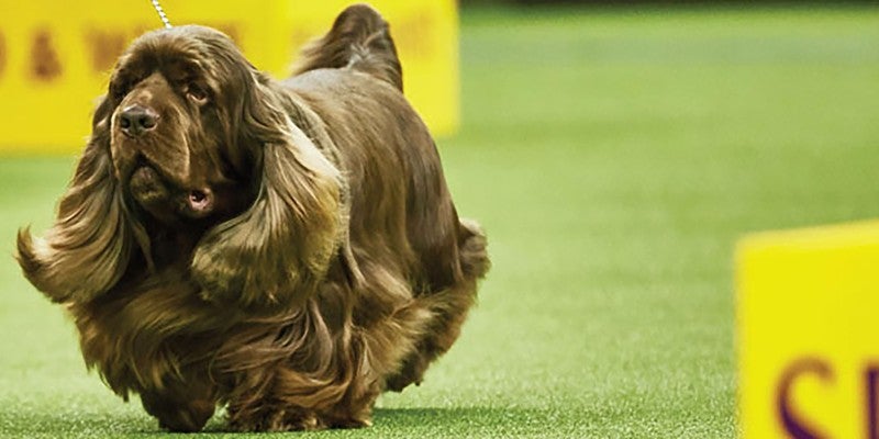 Meet the Westminster Dog Show Sporting Group