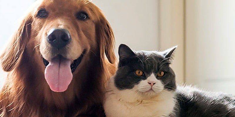 Pet Disaster Preparedness: Tips for Creating a Pet Emergency Kit