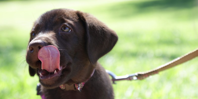Can Puppies Have Treats?