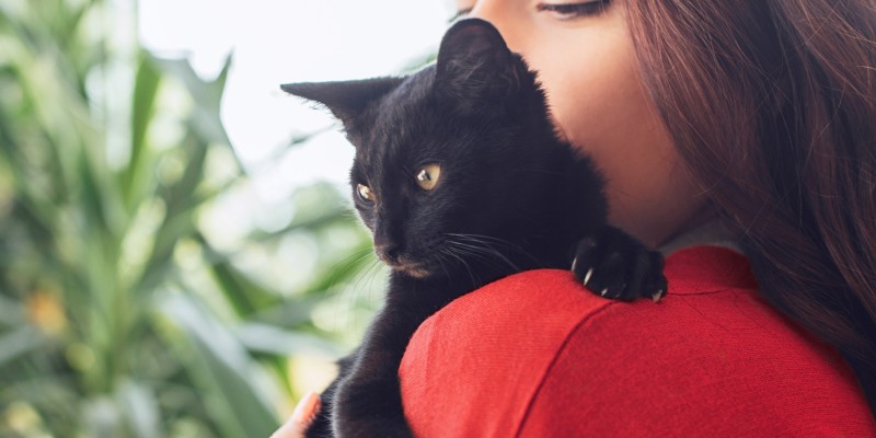 Cat Acne & How to Treat It