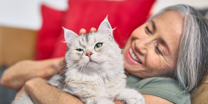 Common Cat Skin Conditions & Problems