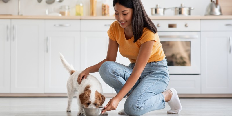 How Often Should I Feed My Dog: Free Feeding vs. Schedule Feeding
