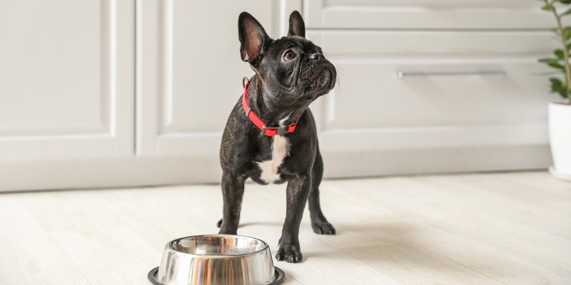 Wondering Which Dog Food Is the Best? Learn How to Choose the Best Dog Food for Your Dog