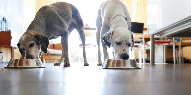 How to Feed Two Dogs at Once