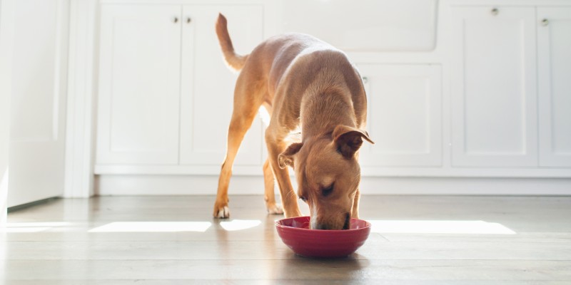 Why Do Dogs Eat So Fast?