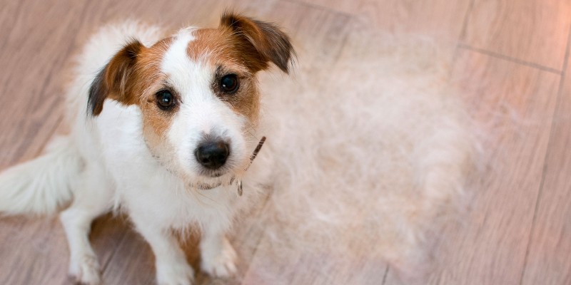 Alopecia in Dogs: Why Is Your Dog Losing Hair?