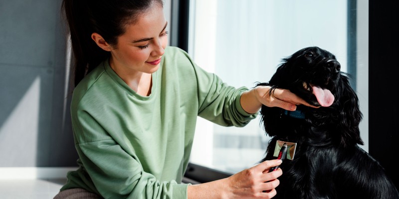 Dog Dandruff: Causes & Tips to Treat It