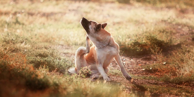 Dog Rash: Common Causes, Symptoms & Treatments