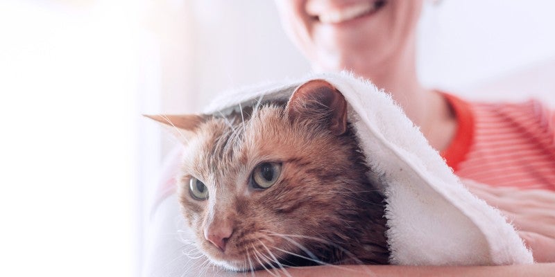 How to Bathe a Cat: Step-By-Step Tips