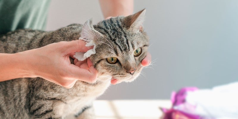 How to Clean Your Cat’s Ears