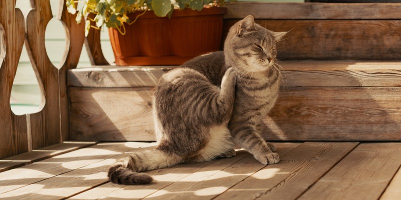 Cat Fleas: Causes, Prevention and Treatment