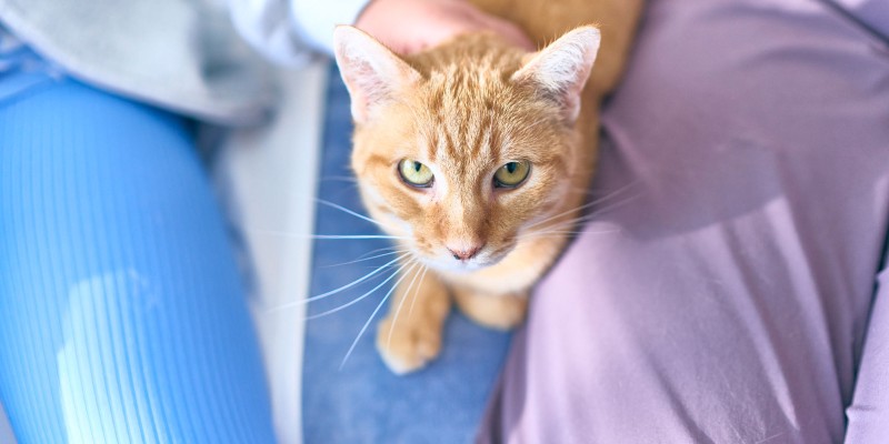Cat Feeding Guides Advice From Cat Experts Purina US pin-on-dogs-and-cat