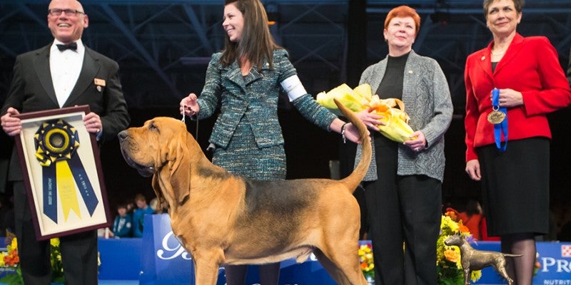 2014 National Dog Show Winner: Nathan the Bloodhound