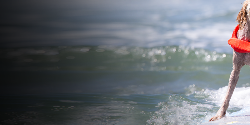 Dog Surf Competition