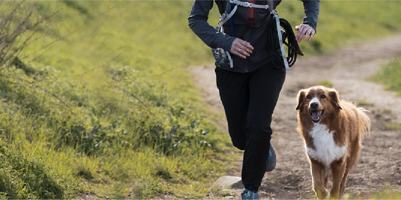 Running With Your Dog: Getting Started 