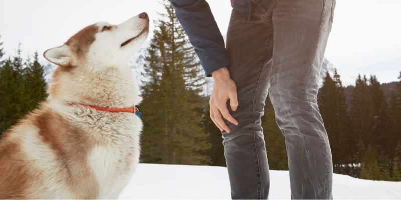 6 Winter Safety Tips for Dogs With Active Lifestyles