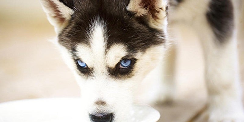 Puppy Dehydration: Signs, Prevention, & Treatment