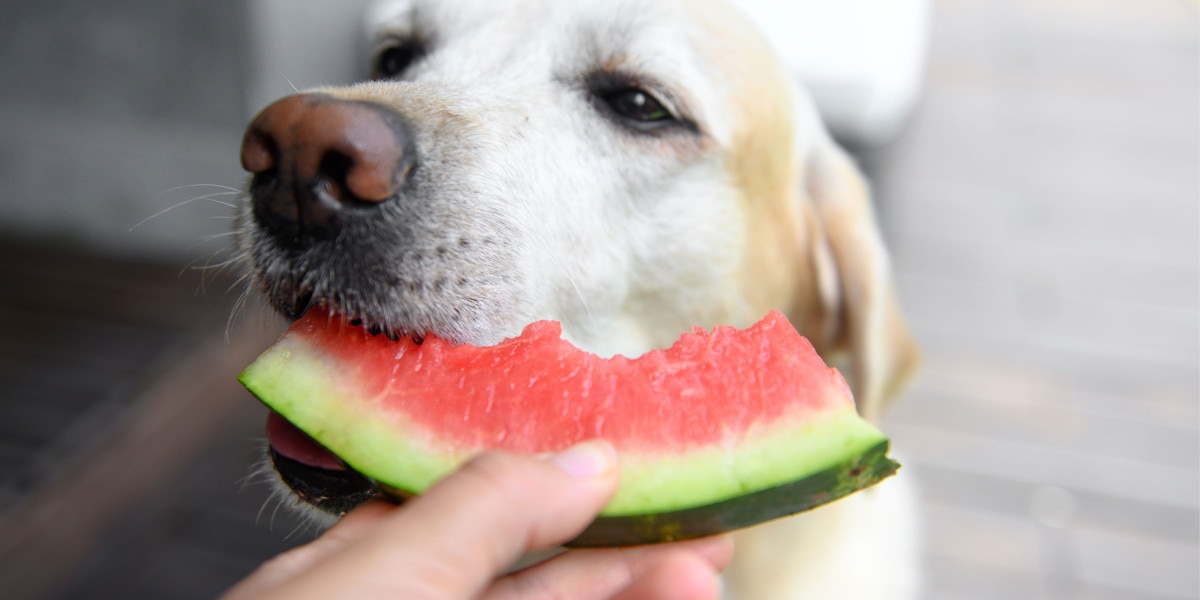 los perros son carnivoros u omnivoros