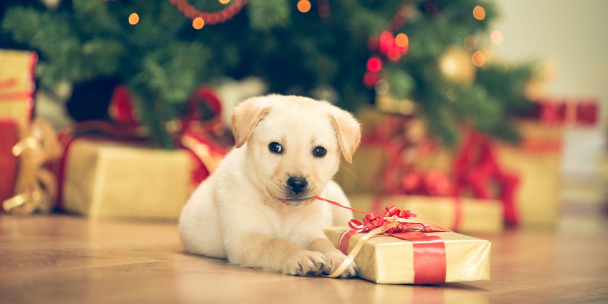 Should you Give a Dog as a Gift Purina US
