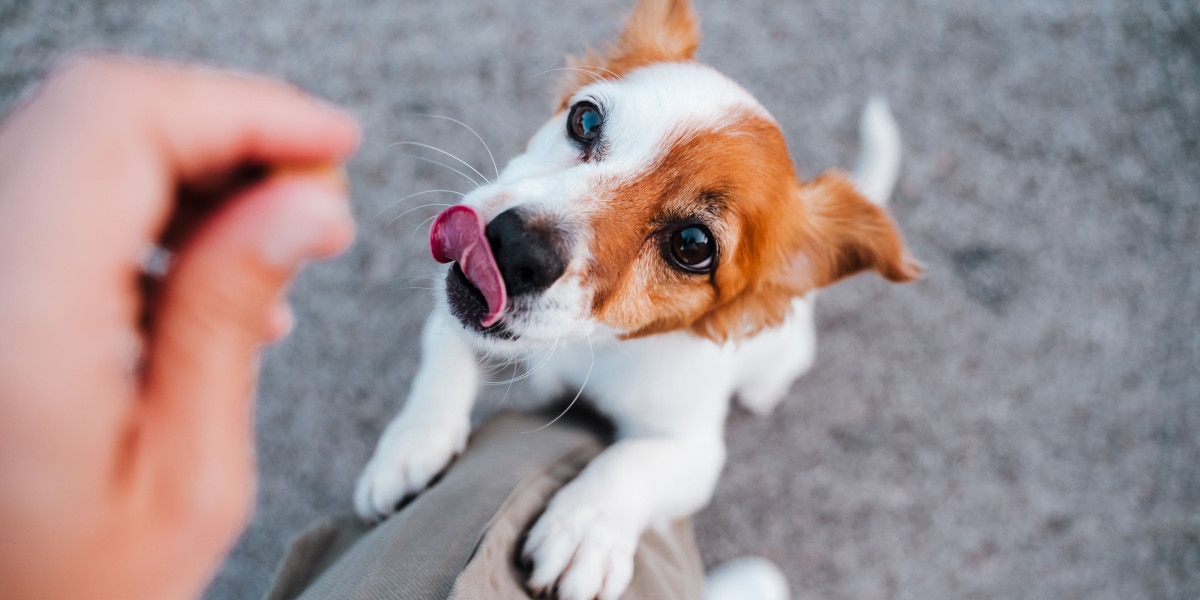la comida para perros es saludable para los humanos