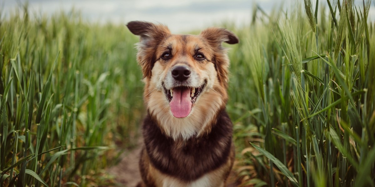 pregúntale al veterinario qué hacer si tu perro comió mazorcas de maíz