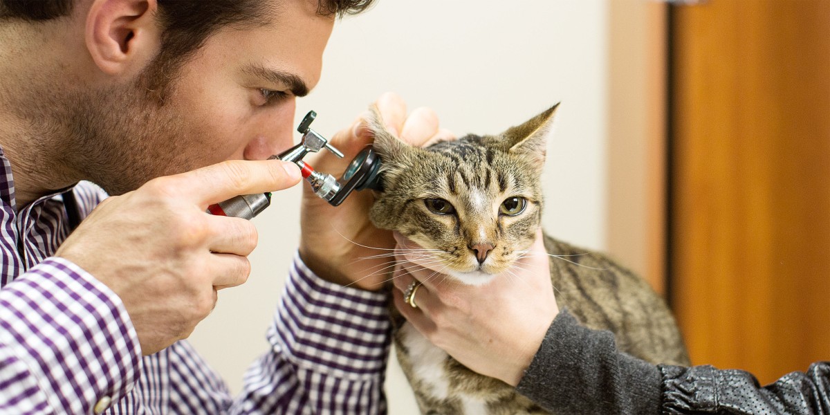 Blood pressure medication for cats store