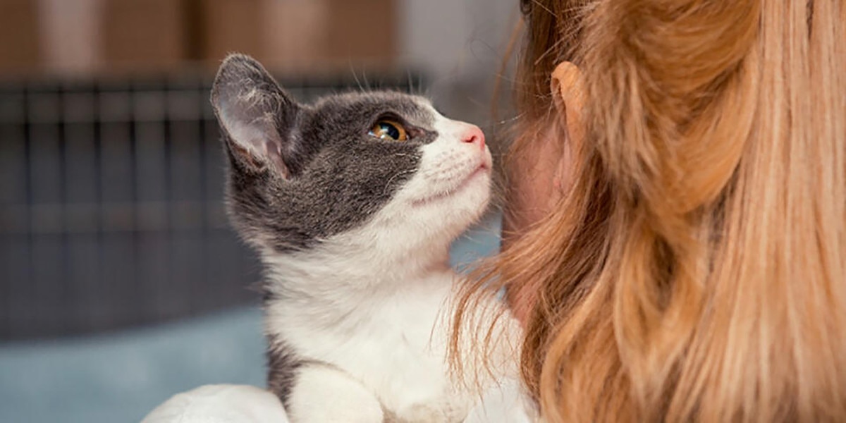 How Veterinarians Find the Cause